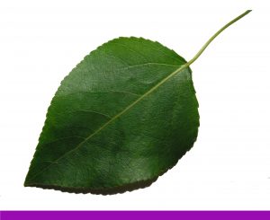 Poplar Tree Leaf